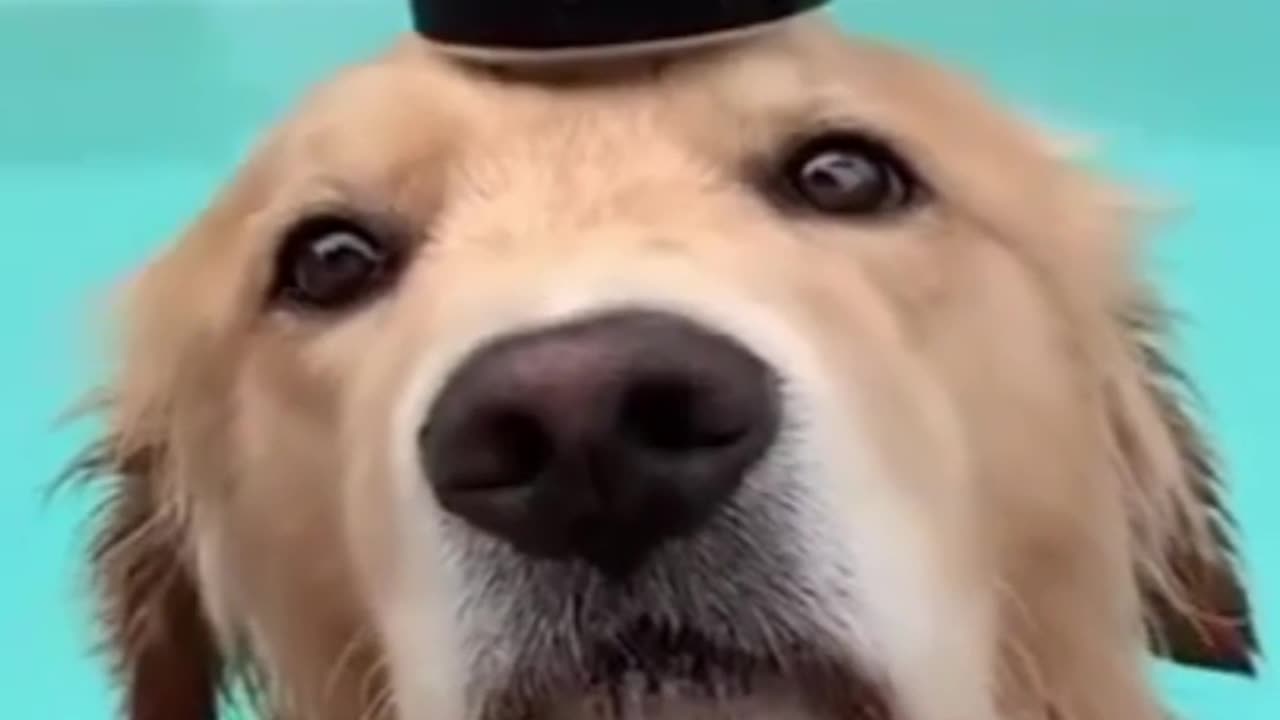 Endless Laughter_ These Dog Antics Are Too Funny to Miss! (1)