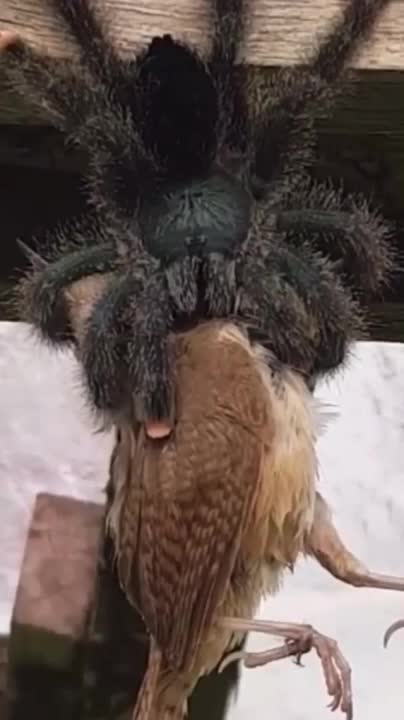 The Goliath birdeater in action