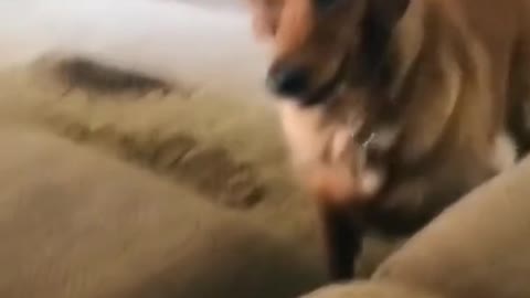 Oh no, the dog tries to catch this ball himself