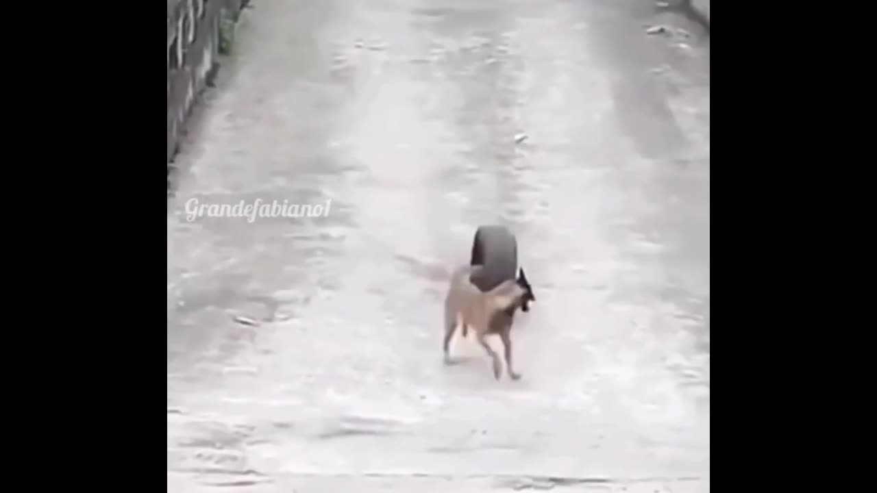 This dog knows how to have fun