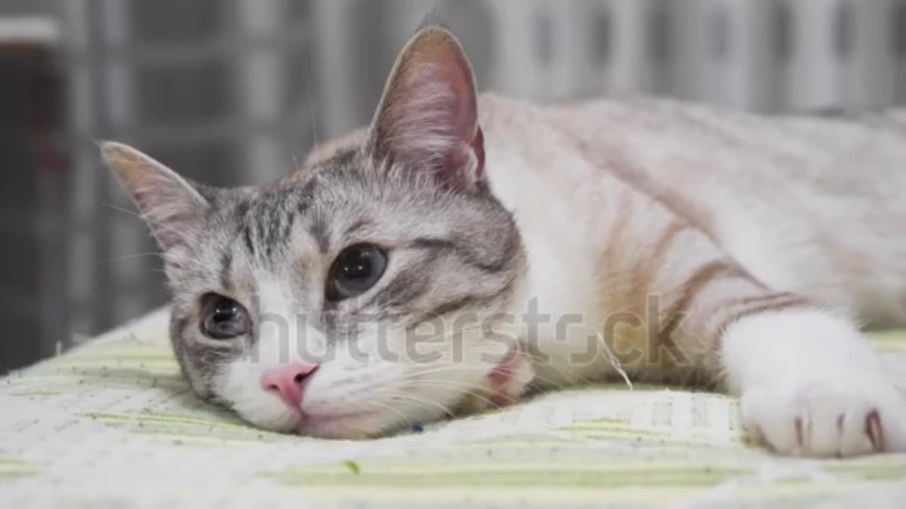 Very beautiful gray cat with amazing eyes