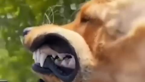 funny animals