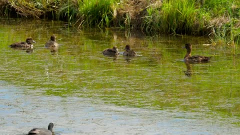 Duck with ducklings in the lake