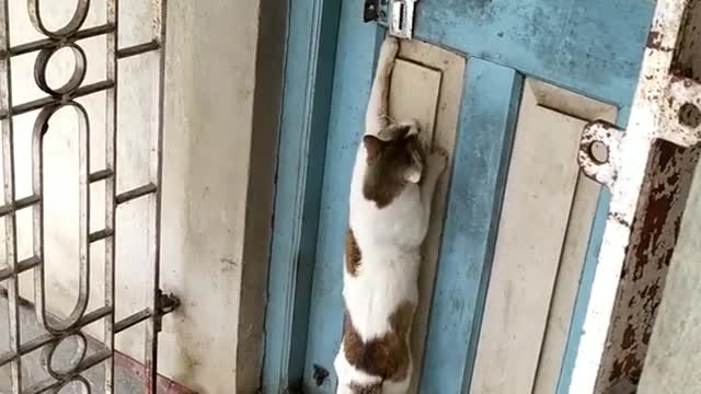 nok nok please open the door..funny cat