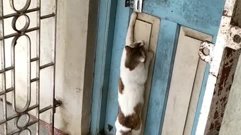 nok nok please open the door..funny cat