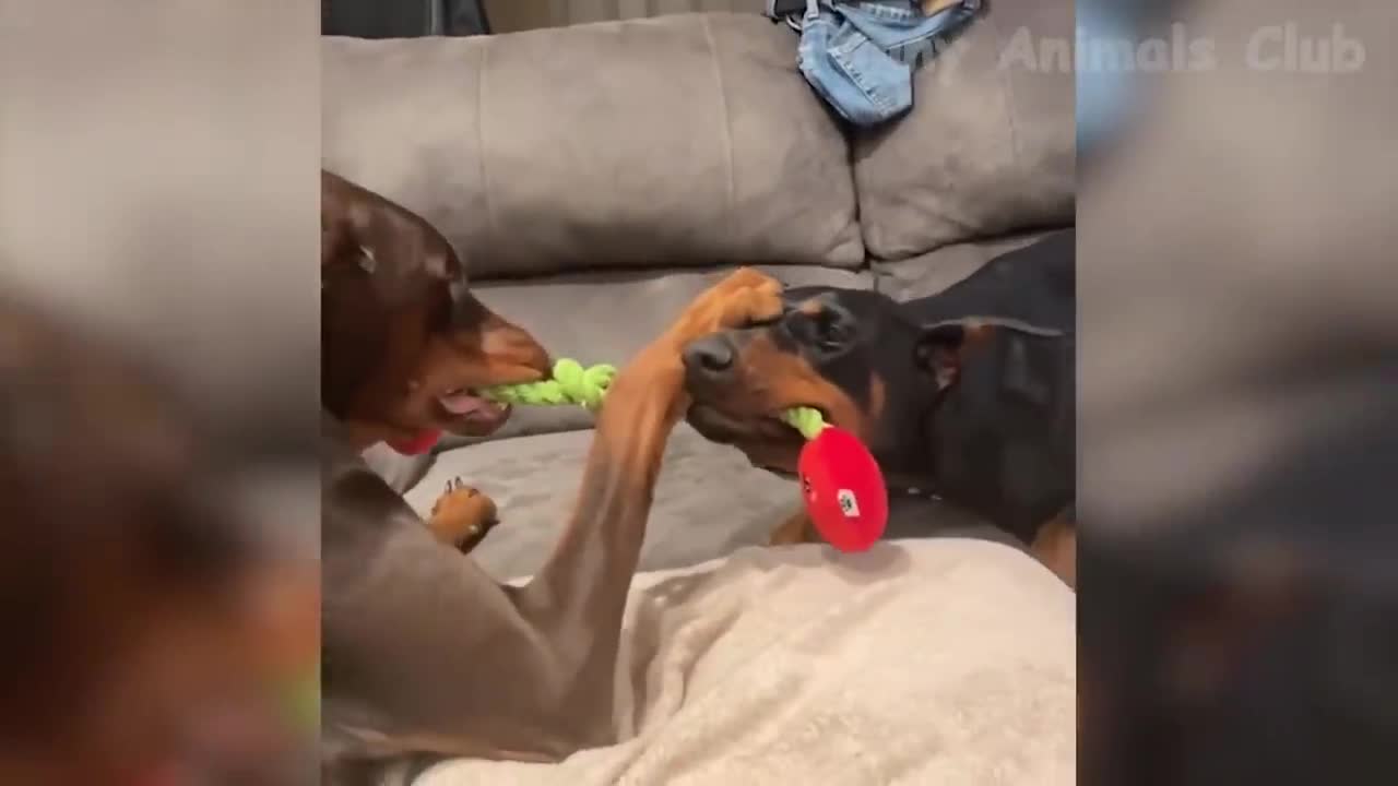 Funny Animal Videos 2022 😂 - Best Dogs And Cats Videos 😺😍 #1