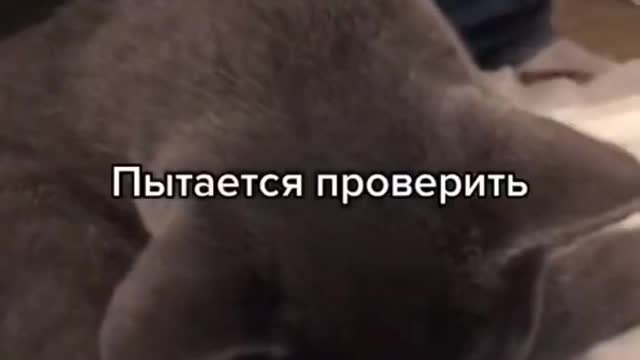 Где мои 🥚🥚_ #безяиц #бедныйкотик #котейка