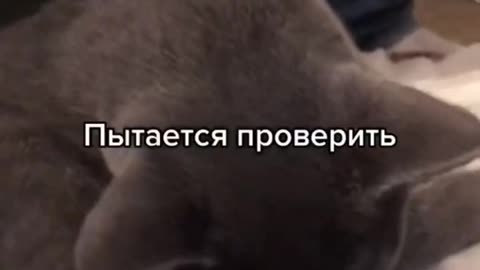 Где мои 🥚🥚_ #безяиц #бедныйкотик #котейка