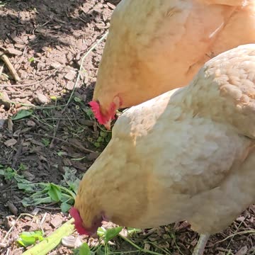 OMC! Windy summertime day means relaxation for these lovely chickens!