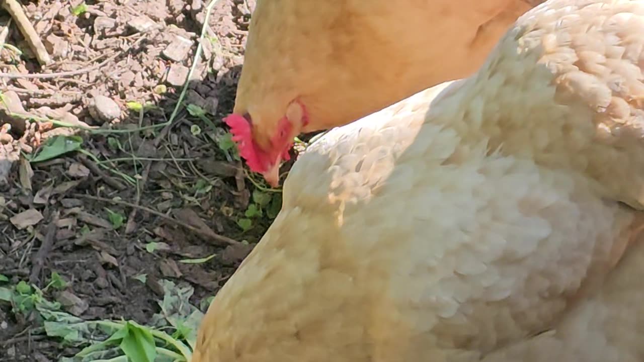 OMC! Windy summertime day means relaxation for these lovely chickens!