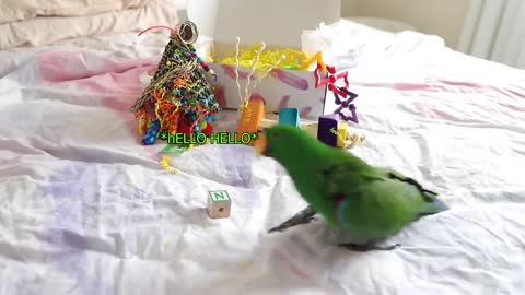 BIRD VS BLOCK | FEATHERED FUN UNBOXING