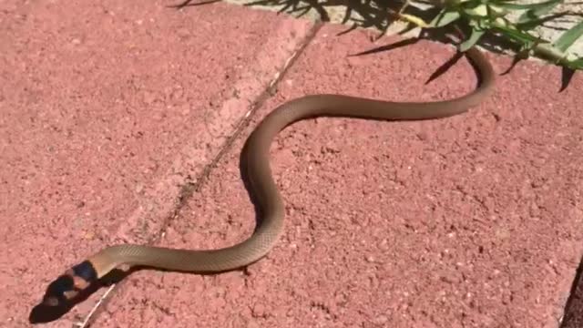 Baby Eastern Brown Snake Behind School Gym