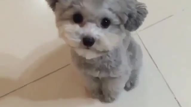 Cute Pup Videos For a Chance To Be Featured