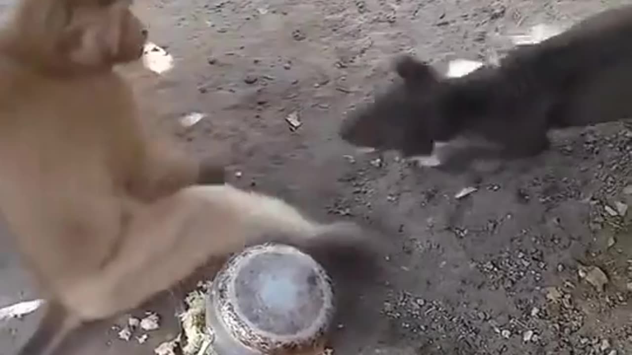 Monkey and Dog Funny fight video