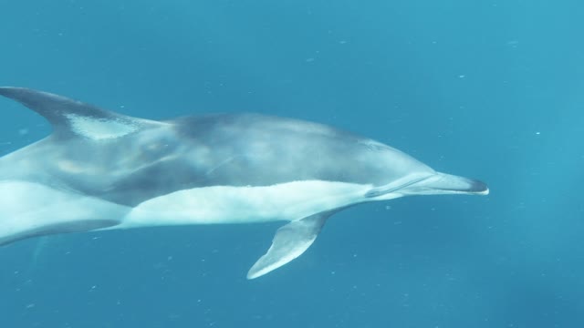 Group of Dolphins Swimming Underwater