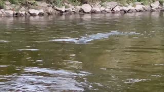 Humber River Salmon Spawning 3