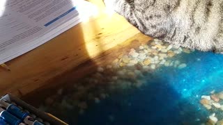 Introducing Henry the Eighth Cat