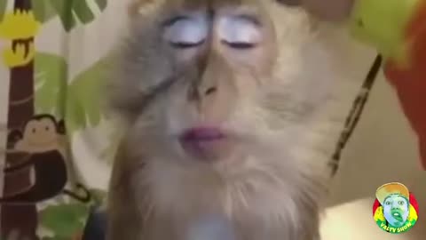 Animals Funny Pinoy DUB (VALTV) Online video 😂🤣😂😂🤣😂
