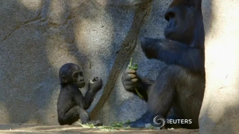 Baby gorilla finds her feet