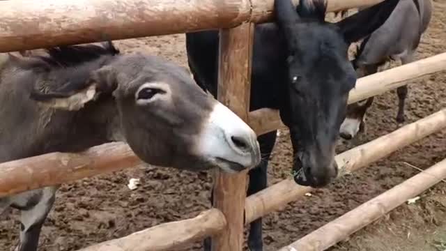 little black donkey