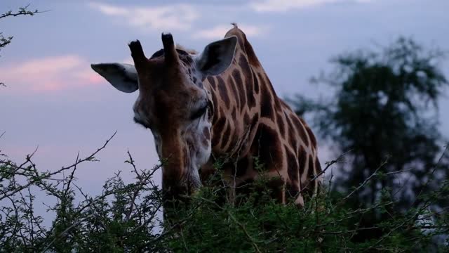 Giraffe videos-The giraffe is eating grass#2022-1