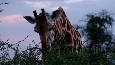 Giraffe videos-The giraffe is eating grass#2022-1