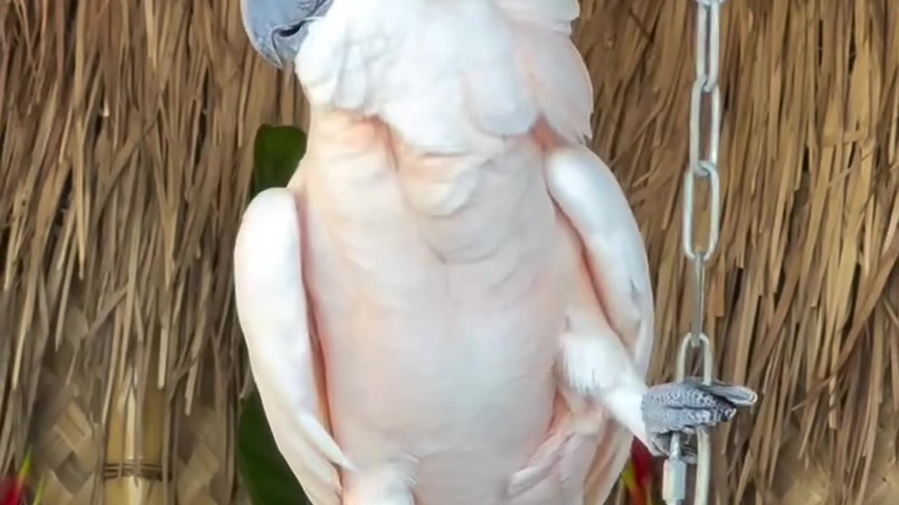 Mr Lover lover Parrot dance