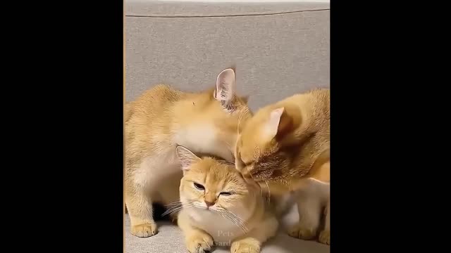 Funny Pets ✪ Cute and Baby Cats Video Compilation #4