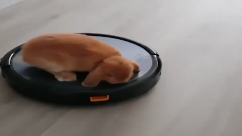 Cute Baby Rabbit 2