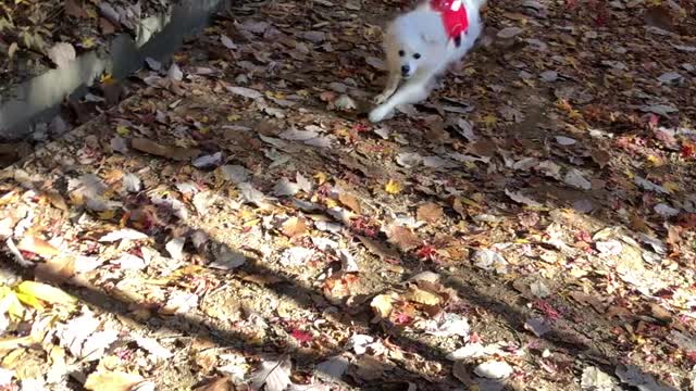 Spitz, the cool guy who gets sentimental in the fall.