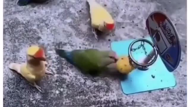 Little parrot games