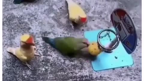 Little parrot games