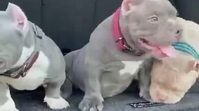 Pit Bulls Are Life