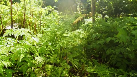 Couple Spends 28 Years Growing Amazing Permaculture Food Forest – Growing Wild Together