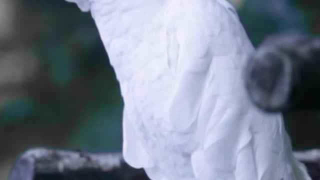 Beautiful White Parrot In Happy | Funny Birds Video | Funny Parrot