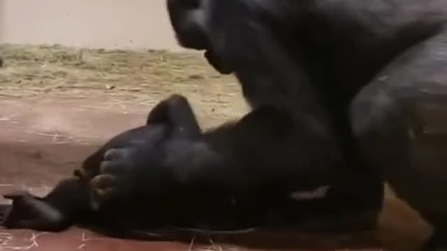 Baby Gorilla is playing with his mother