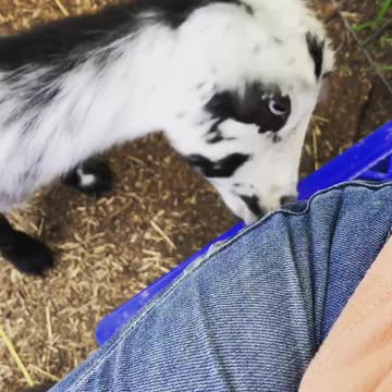 Baby Goat Has an Itchy Nose