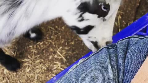 Baby Goat Has an Itchy Nose