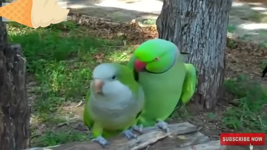 Loving parrot | Funny parrots |