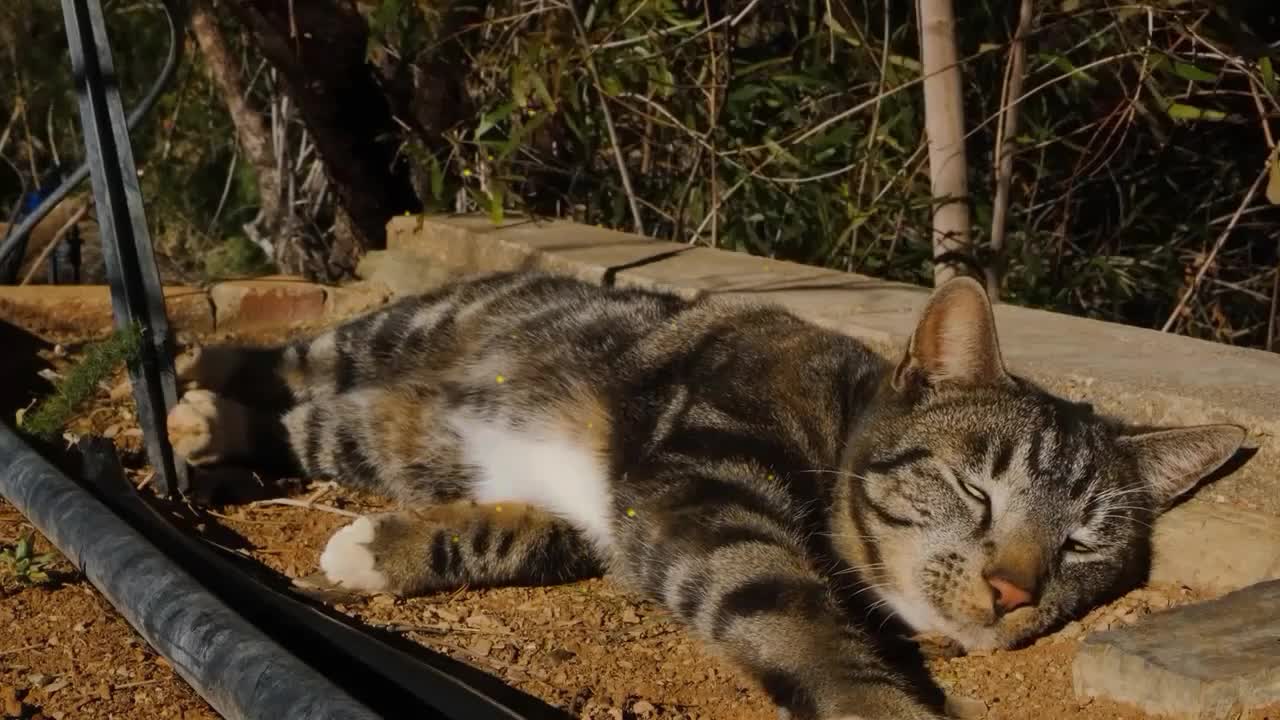 A cat in the sun is stretching, it must be very comfortable