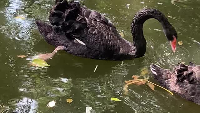 Big black goose yearning for freedom