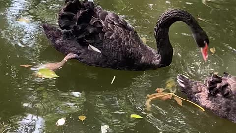 Big black goose yearning for freedom