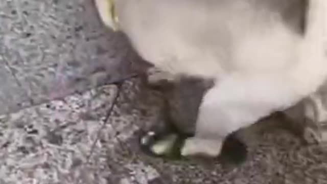 Dog Fall Trough Stairs Funny