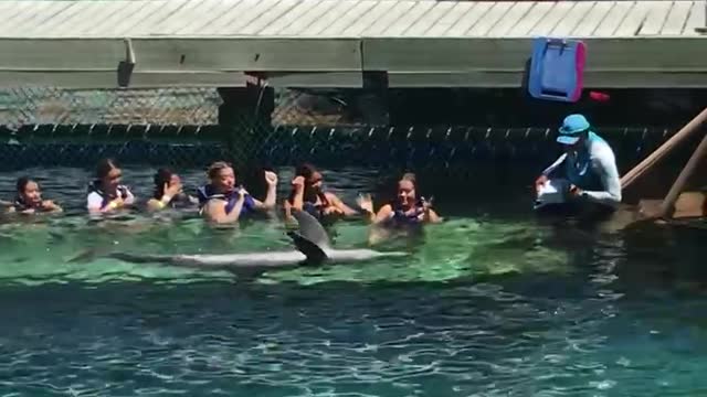 A close-up interactive performance between dolphins and tourists