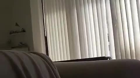 When we always believe that cat always lands on their feet