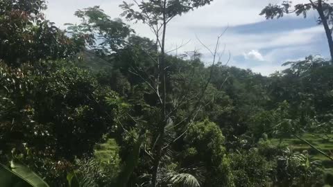 Walking Curug Heju River Bogor west Java Indonesia