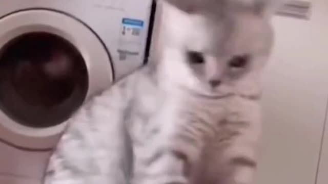 The musical life of Tom Cat