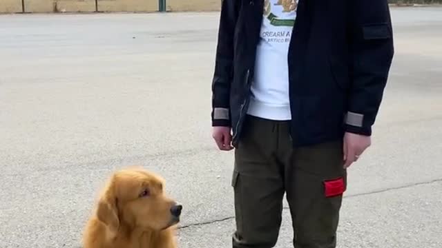 The funny things about golden retrievers should be handled by adults