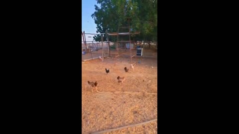 New Funny Animals Video 2023 | Funniest Cats and Dogs Videos | New Funny Video Of Cat And Dogs #241