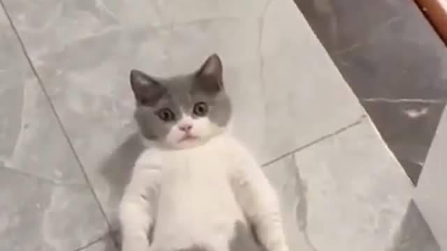 Super Cute Cat _ Super Lazy Cat